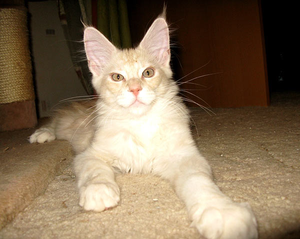 Питомник кошек мейн кун Bericoon & Soir de LuNa, Кот мейн кун Национальный  Чемпион NW(RU)11 SC FIFe GICh WCF & QGCH TICA BeRiCooN Zig SOIR DVM