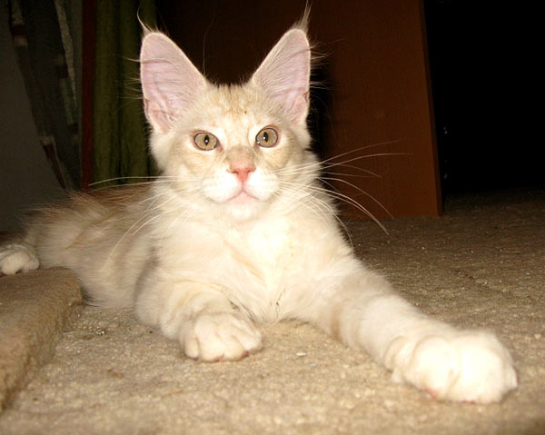 Питомник кошек мейн кун Bericoon & Soir de LuNa, Кот мейн кун Национальный  Чемпион NW(RU)11 SC FIFe GICh WCF & QGCH TICA BeRiCooN Zig SOIR DVM