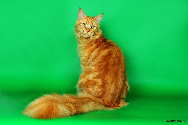 Международный Чемпион WCF Heath Leedger of Chamberlain