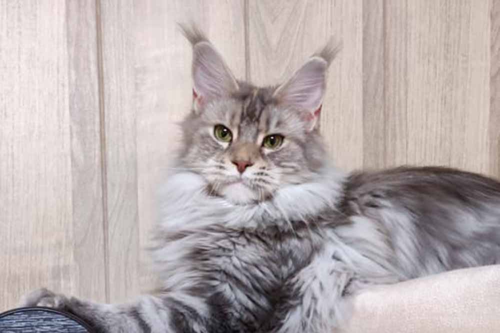 Питомник кошек мейн кун Bericoon & Soir de LuNa, Котёнок мейн кун Firyuza