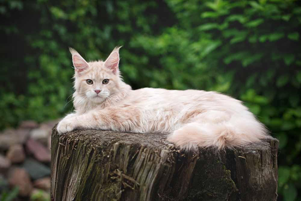 Питомник кошек мейн кун Bericoon & Soir de LuNa, Котёнок мейн кун Francis