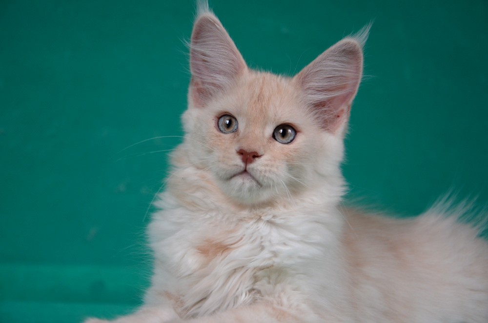 Питомник кошек мейн кун Bericoon & Soir de LuNa, Котёнок мейн кун  Hearloom Jaoel