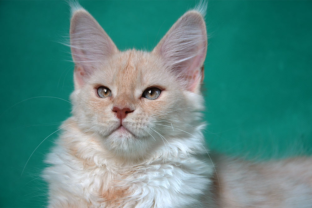 Питомник кошек мейн кун Bericoon & Soir de LuNa, Котёнок мейн кун  Hearloom Jaoel