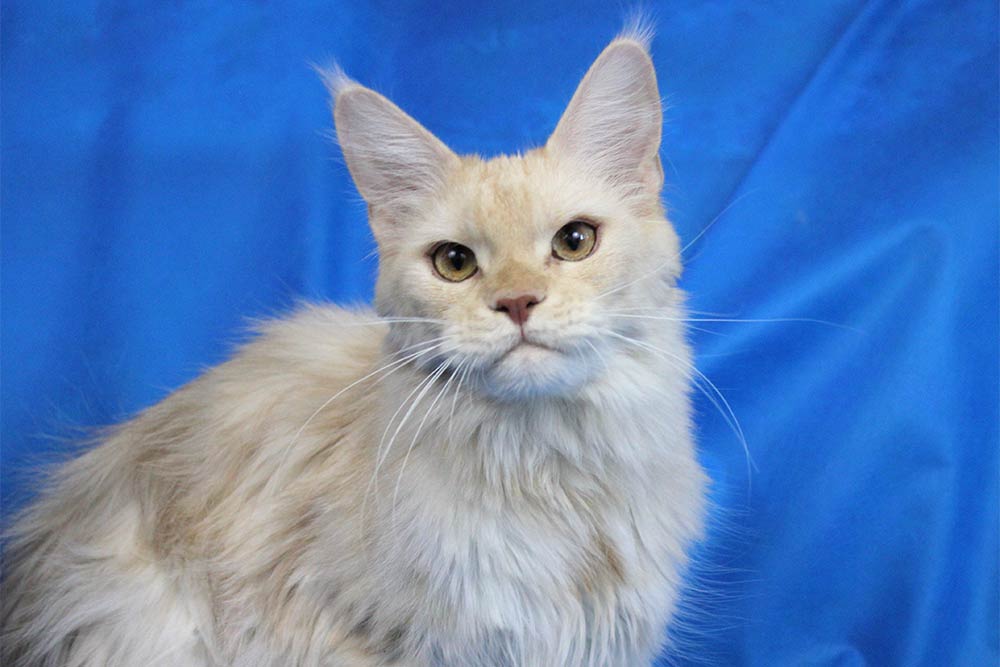 Питомник кошек мейн кун Bericoon & Soir de LuNa, Котёнок мейн кун  Hearloom Jaoel