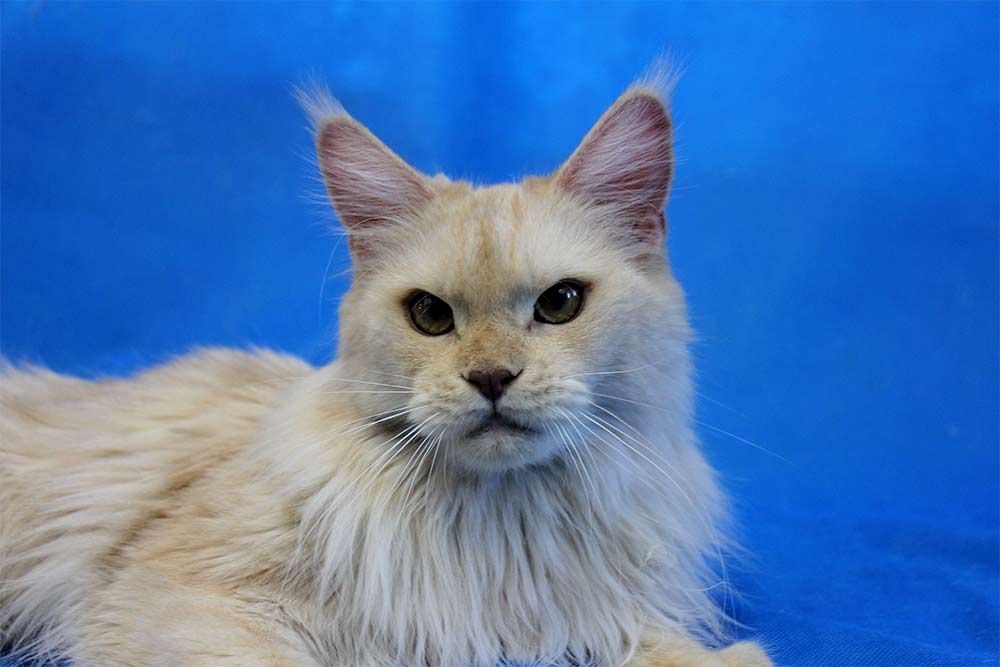 Питомник кошек мейн кун Bericoon & Soir de LuNa, Котёнок мейн кун  Hearloom Jaoel