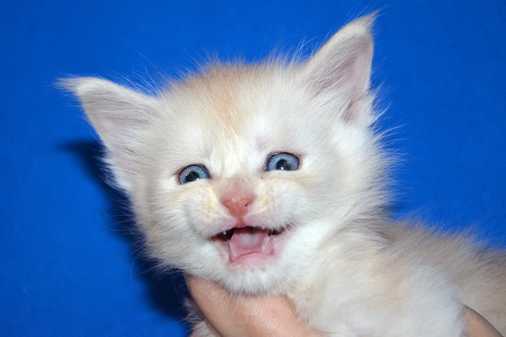 Питомник кошек мейн кун Bericoon & Soir de LuNa, Котёнок мейн кун  Hearloom Jaoel