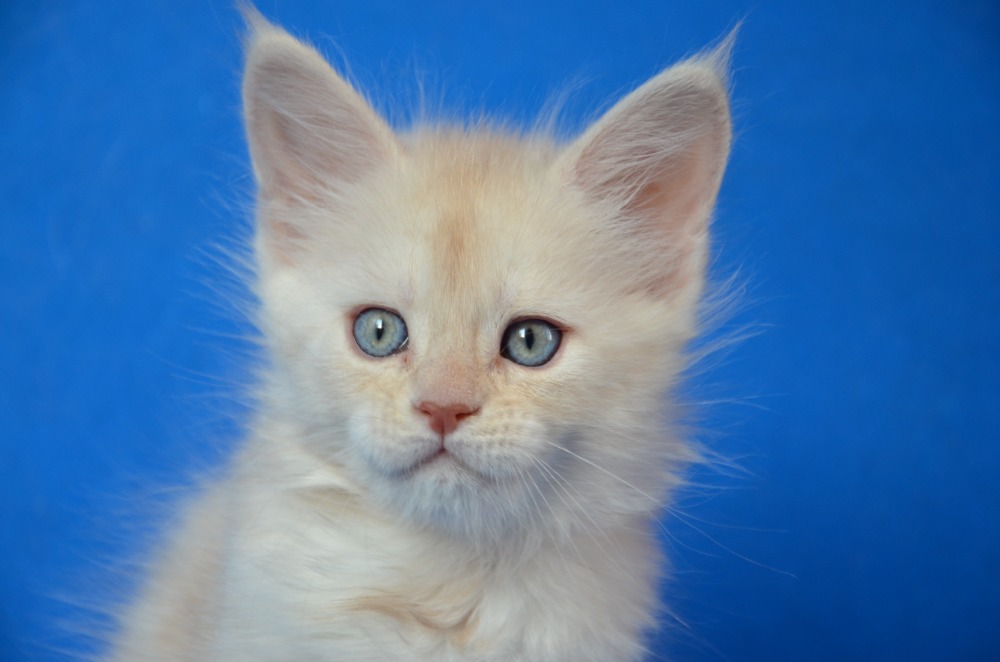 Питомник кошек мейн кун Bericoon & Soir de LuNa, Котёнок мейн кун  Hearloom Jaoel