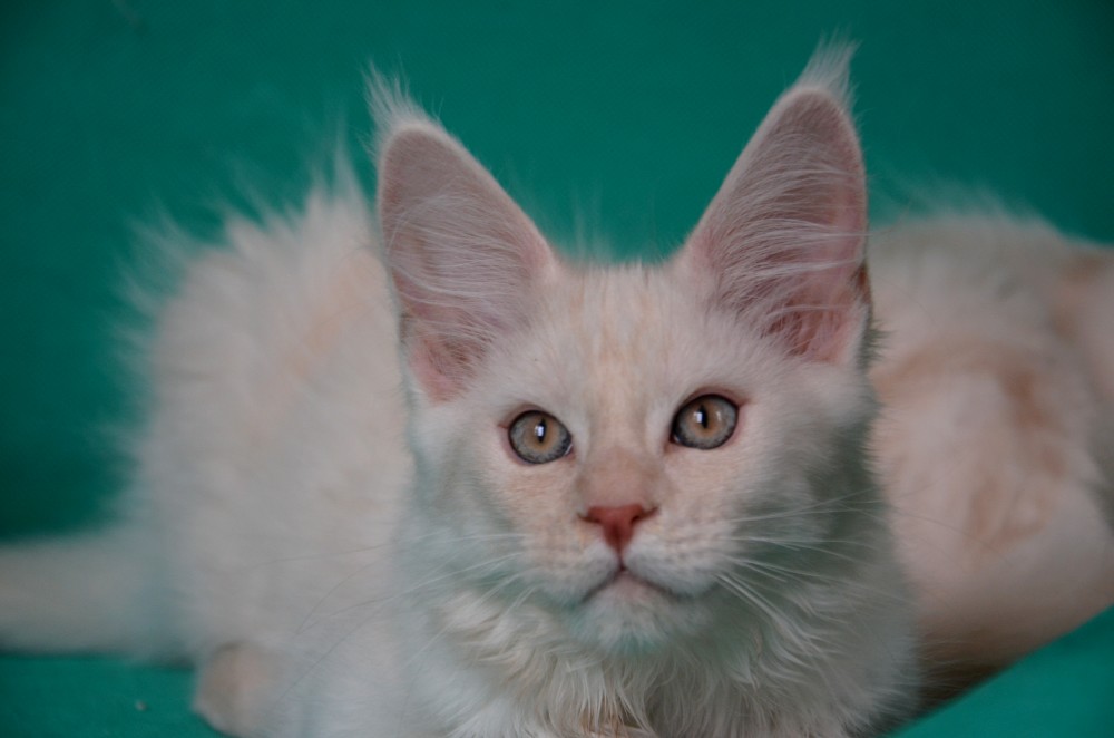 Питомник кошек мейн кун Bericoon & Soir de LuNa, Котёнок мейн кун  Hearloom Och