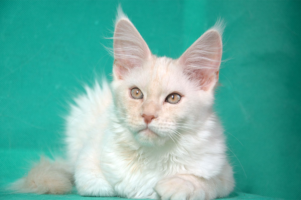 Питомник кошек мейн кун Bericoon & Soir de LuNa, Котёнок мейн кун  Hearloom Och