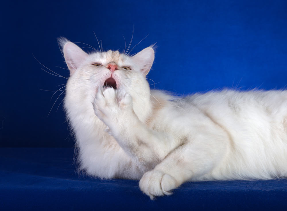 Питомник кошек мейн кун Bericoon & Soir de LuNa, Национальный  Чемпион 
NW (RU) SC FIFe & GICh WCF & QGCh TICA DECHADO Boy Lunar DVM 
Europe North Regional Show 2015 BEST CREAM SILVER SHADED MAINE COON OF THE YEAR 