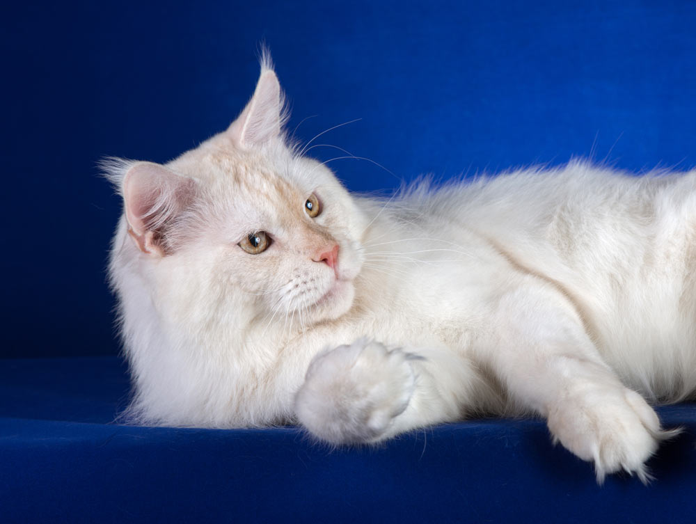 Питомник кошек мейн кун Bericoon & Soir de LuNa, Национальный  Чемпион 
NW (RU) SC FIFe & GICh WCF & QGCh TICA DECHADO Boy Lunar DVM 
Europe North Regional Show 2015 BEST CREAM SILVER SHADED MAINE COON OF THE YEAR 