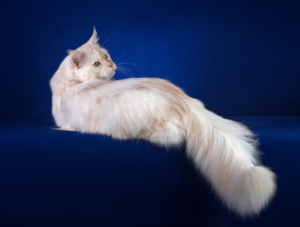 Питомник кошек мейн кун Bericoon & Soir de LuNa, Национальный  Чемпион 
NW (RU) SC FIFe & GICh WCF & QGCh TICA DECHADO Boy Lunar DVM 
Europe North Regional Show 2015 BEST CREAM SILVER SHADED MAINE COON OF THE YEAR 