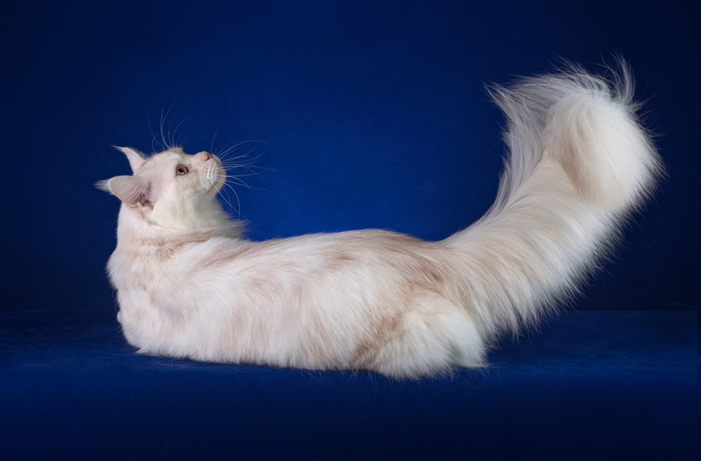 Питомник кошек мейн кун Bericoon & Soir de LuNa, Национальный  Чемпион<br>
NW (RU) SC FIFe & GICh WCF & QGCh TICA DECHADO Boy Lunar DVM<br>
Europe North Regional Show 2015 BEST CREAM SILVER SHADED MAINE COON OF THE YEAR 