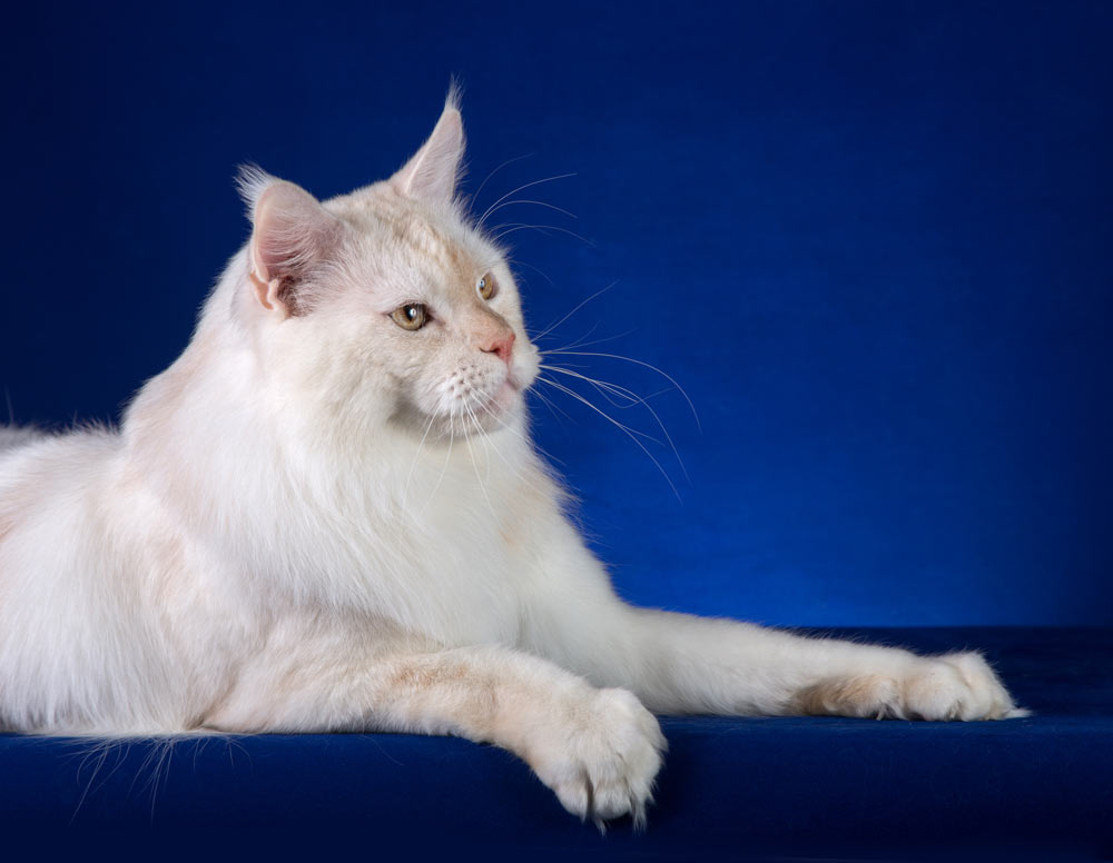 Питомник кошек мейн кун Bericoon & Soir de LuNa, Национальный  Чемпион 
NW (RU) SC FIFe & GICh WCF & QGCh TICA DECHADO Boy Lunar DVM 
Europe North Regional Show 2015 BEST CREAM SILVER SHADED MAINE COON OF THE YEAR 