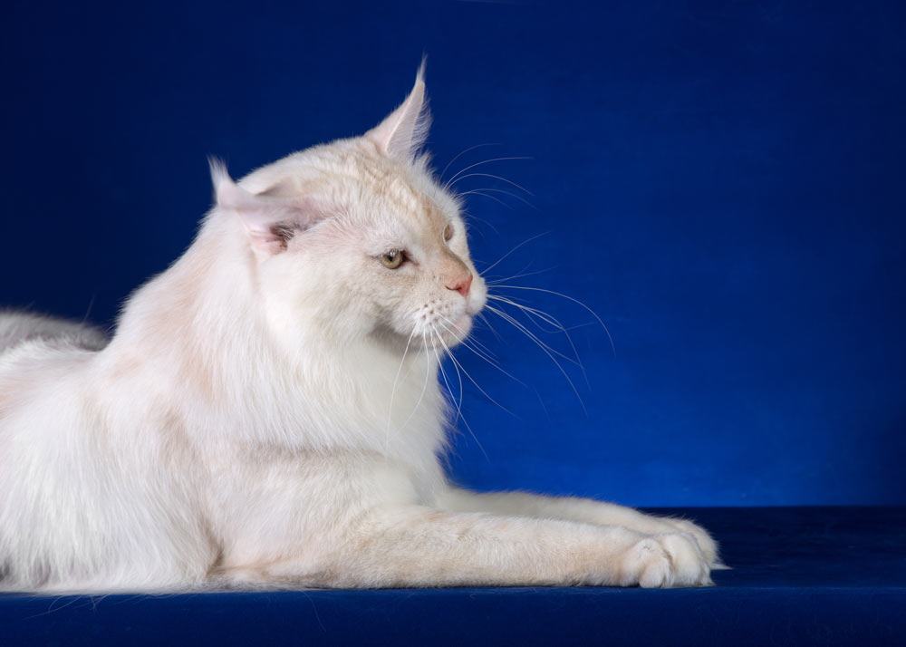 Питомник кошек мейн кун Bericoon & Soir de LuNa, Национальный  Чемпион 
NW (RU) SC FIFe & GICh WCF & QGCh TICA DECHADO Boy Lunar DVM 
Europe North Regional Show 2015 BEST CREAM SILVER SHADED MAINE COON OF THE YEAR 