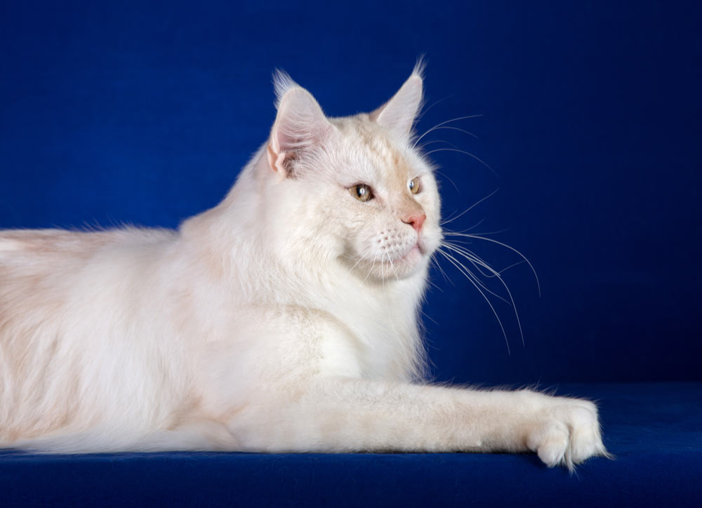 Питомник кошек мейн кун Bericoon & Soir de LuNa, Национальный  Чемпион 
NW (RU) SC FIFe & GICh WCF & QGCh TICA DECHADO Boy Lunar DVM 
Europe North Regional Show 2015 BEST CREAM SILVER SHADED MAINE COON OF THE YEAR 