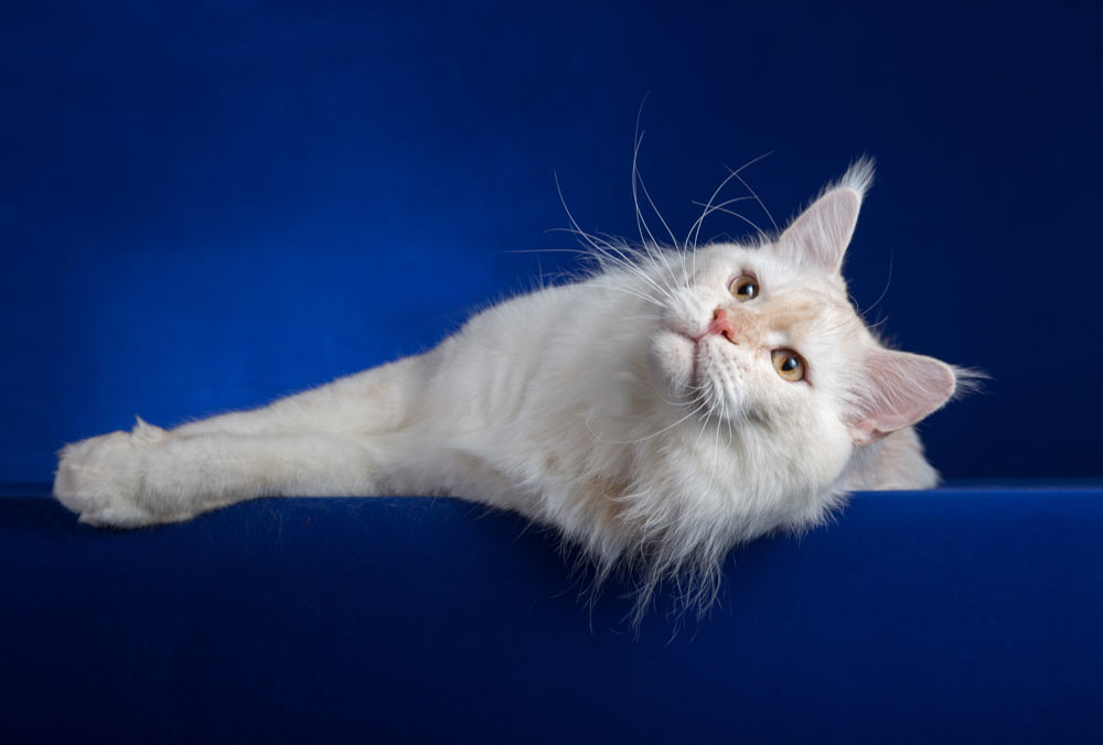 Питомник кошек мейн кун Bericoon & Soir de LuNa, Национальный  Чемпион<br>
NW (RU) SC FIFe & GICh WCF & QGCh TICA DECHADO Boy Lunar DVM<br>
Europe North Regional Show 2015 BEST CREAM SILVER SHADED MAINE COON OF THE YEAR 