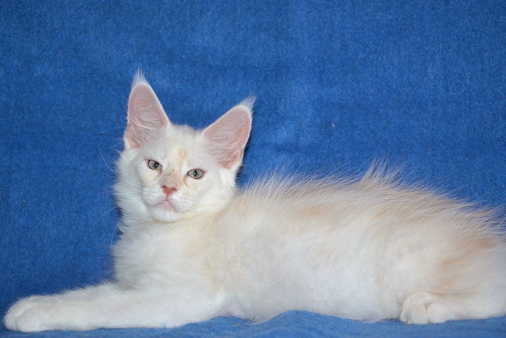 Питомник кошек мейн кун Bericoon & Soir de LuNa, Национальный  Чемпион 
NW (RU) SC FIFe & GICh WCF & QGCh TICA DECHADO Boy Lunar DVM 
Europe North Regional Show 2015 BEST CREAM SILVER SHADED MAINE COON OF THE YEAR 