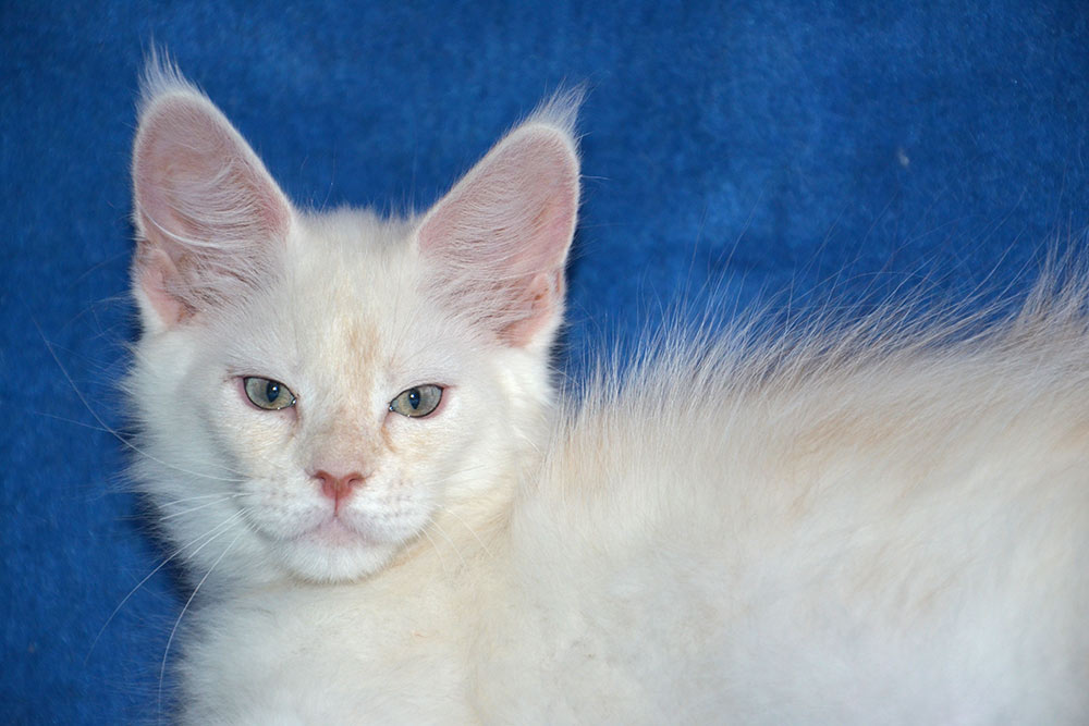 Питомник кошек мейн кун Bericoon & Soir de LuNa, Национальный  Чемпион 
NW (RU) SC FIFe & GICh WCF & QGCh TICA DECHADO Boy Lunar DVM 
Europe North Regional Show 2015 BEST CREAM SILVER SHADED MAINE COON OF THE YEAR 