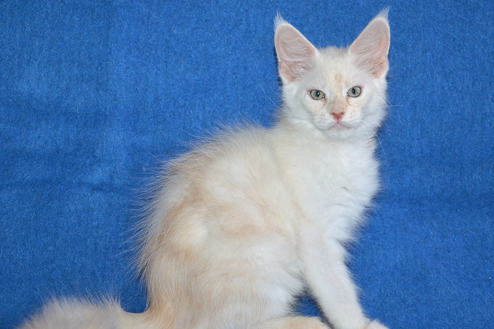 Питомник кошек мейн кун Bericoon & Soir de LuNa, Национальный  Чемпион 
NW (RU) SC FIFe & GICh WCF & QGCh TICA DECHADO Boy Lunar DVM 
Europe North Regional Show 2015 BEST CREAM SILVER SHADED MAINE COON OF THE YEAR 