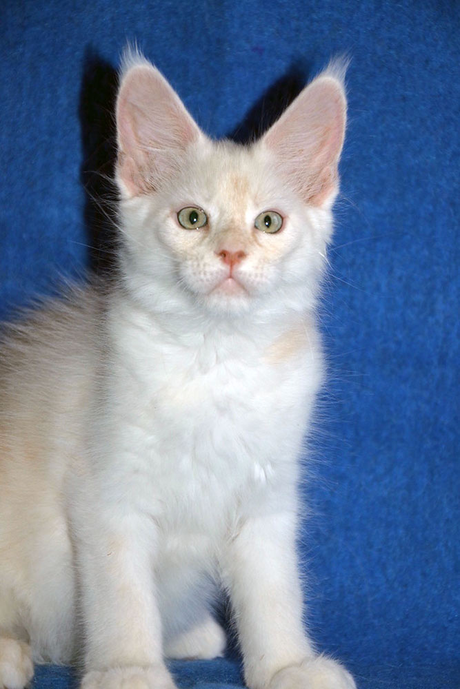 Питомник кошек мейн кун Bericoon & Soir de LuNa, Национальный  Чемпион 
NW (RU) SC FIFe & GICh WCF & QGCh TICA DECHADO Boy Lunar DVM 
Europe North Regional Show 2015 BEST CREAM SILVER SHADED MAINE COON OF THE YEAR 