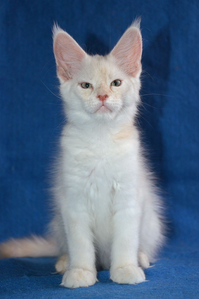 Питомник кошек мейн кун Bericoon & Soir de LuNa, Национальный  Чемпион 
NW (RU) SC FIFe & GICh WCF & QGCh TICA DECHADO Boy Lunar DVM 
Europe North Regional Show 2015 BEST CREAM SILVER SHADED MAINE COON OF THE YEAR 