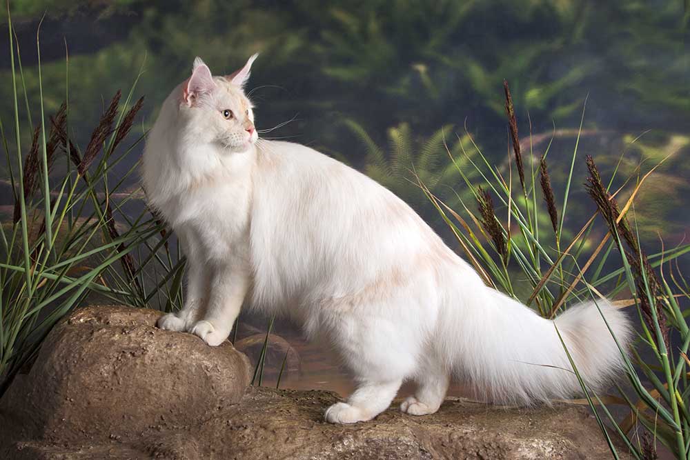 Питомник кошек мейн кун Bericoon & Soir de LuNa, Национальный  Чемпион 
NW (RU) SC FIFe & GICh WCF & QGCh TICA DECHADO Boy Lunar DVM 
Europe North Regional Show 2015 BEST CREAM SILVER SHADED MAINE COON OF THE YEAR 