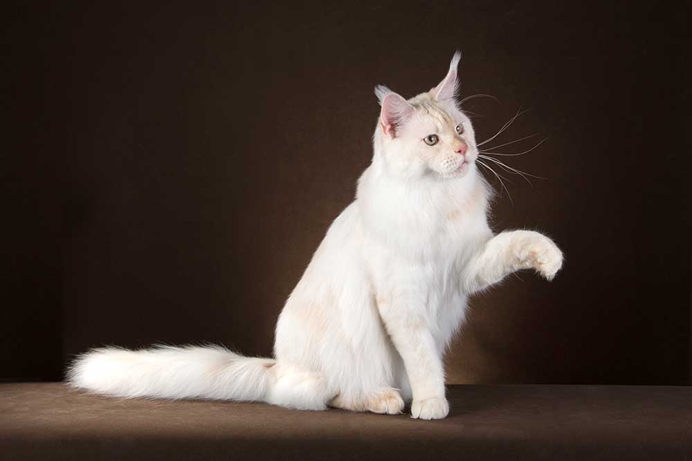 Питомник кошек мейн кун Bericoon & Soir de LuNa, Национальный  Чемпион 
NW (RU) SC FIFe & GICh WCF & QGCh TICA DECHADO Boy Lunar DVM 
Europe North Regional Show 2015 BEST CREAM SILVER SHADED MAINE COON OF THE YEAR 