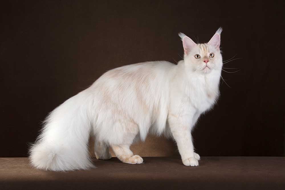 Питомник кошек мейн кун Bericoon & Soir de LuNa, Национальный  Чемпион 
NW (RU) SC FIFe & GICh WCF & QGCh TICA DECHADO Boy Lunar DVM 
Europe North Regional Show 2015 BEST CREAM SILVER SHADED MAINE COON OF THE YEAR 