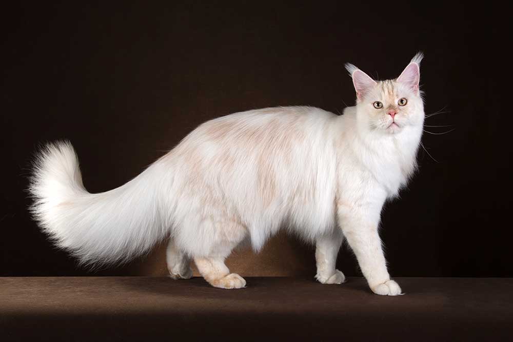 Питомник кошек мейн кун Bericoon & Soir de LuNa, Национальный  Чемпион<br>
NW (RU) SC FIFe & GICh WCF & QGCh TICA DECHADO Boy Lunar DVM<br>
Europe North Regional Show 2015 BEST CREAM SILVER SHADED MAINE COON OF THE YEAR 