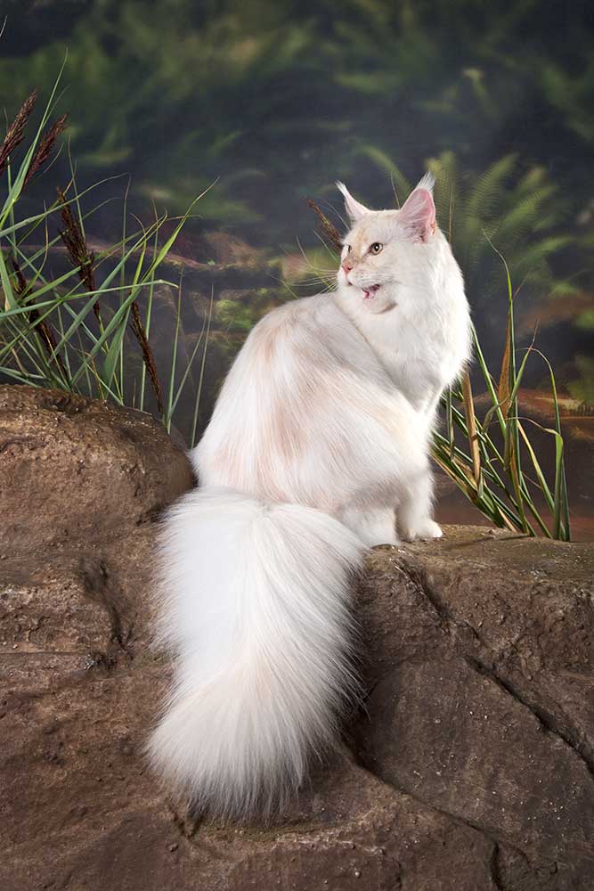 Питомник кошек мейн кун Bericoon & Soir de LuNa, Национальный  Чемпион 
NW (RU) SC FIFe & GICh WCF & QGCh TICA DECHADO Boy Lunar DVM 
Europe North Regional Show 2015 BEST CREAM SILVER SHADED MAINE COON OF THE YEAR 