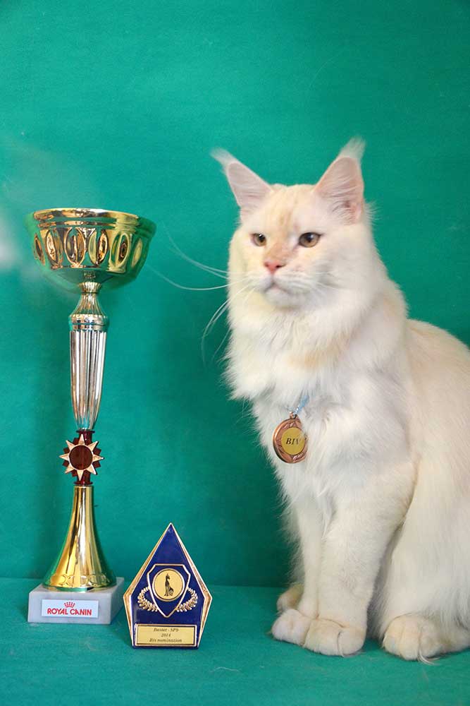Питомник кошек мейн кун Bericoon & Soir de LuNa, Национальный  Чемпион 
NW (RU) SC FIFe & GICh WCF & QGCh TICA DECHADO Boy Lunar DVM 
Europe North Regional Show 2015 BEST CREAM SILVER SHADED MAINE COON OF THE YEAR 