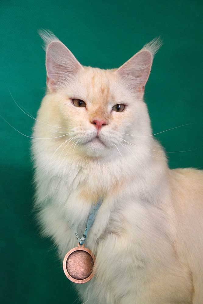 Питомник кошек мейн кун Bericoon & Soir de LuNa, Национальный  Чемпион 
NW (RU) SC FIFe & GICh WCF & QGCh TICA DECHADO Boy Lunar DVM 
Europe North Regional Show 2015 BEST CREAM SILVER SHADED MAINE COON OF THE YEAR 