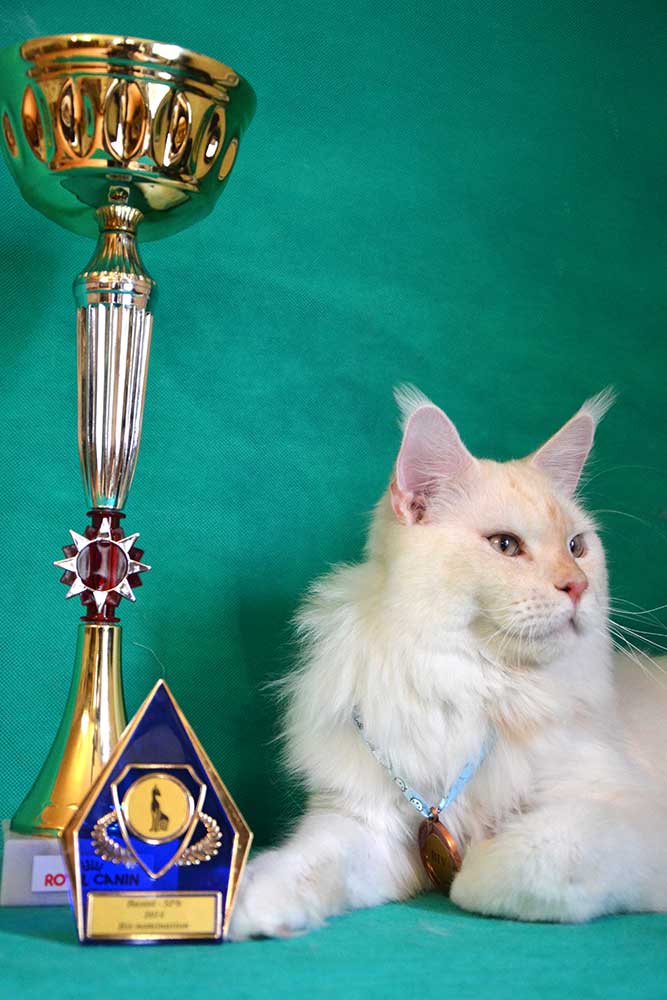 Питомник кошек мейн кун Bericoon & Soir de LuNa, Национальный  Чемпион 
NW (RU) SC FIFe & GICh WCF & QGCh TICA DECHADO Boy Lunar DVM 
Europe North Regional Show 2015 BEST CREAM SILVER SHADED MAINE COON OF THE YEAR 