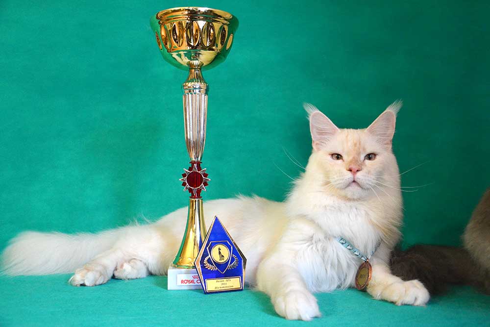 Питомник кошек мейн кун Bericoon & Soir de LuNa, Национальный  Чемпион 
NW (RU) SC FIFe & GICh WCF & QGCh TICA DECHADO Boy Lunar DVM 
Europe North Regional Show 2015 BEST CREAM SILVER SHADED MAINE COON OF THE YEAR 