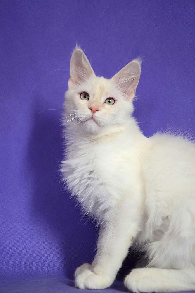 Питомник кошек мейн кун Bericoon & Soir de LuNa, Национальный  Чемпион 
NW (RU) SC FIFe & GICh WCF & QGCh TICA DECHADO Boy Lunar DVM 
Europe North Regional Show 2015 BEST CREAM SILVER SHADED MAINE COON OF THE YEAR 