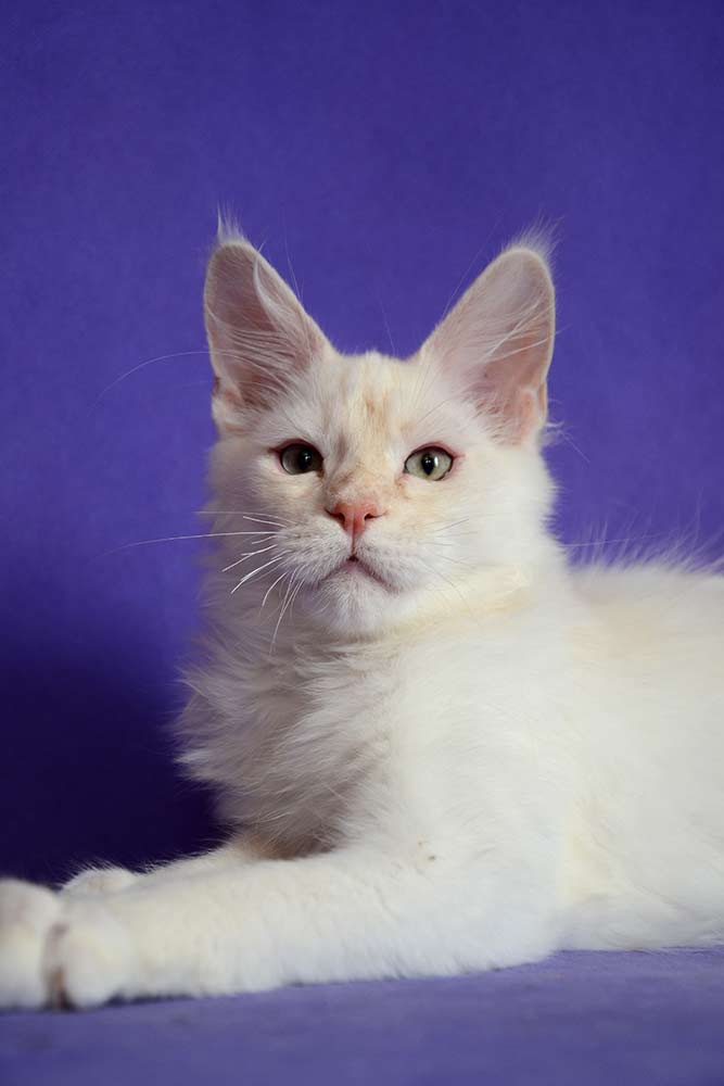 Питомник кошек мейн кун Bericoon & Soir de LuNa, Национальный  Чемпион 
NW (RU) SC FIFe & GICh WCF & QGCh TICA DECHADO Boy Lunar DVM 
Europe North Regional Show 2015 BEST CREAM SILVER SHADED MAINE COON OF THE YEAR 