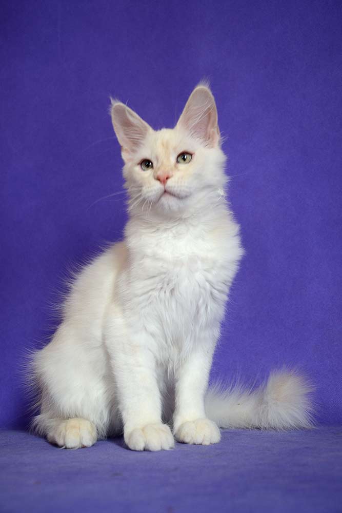 Питомник кошек мейн кун Bericoon & Soir de LuNa, Национальный  Чемпион 
NW (RU) SC FIFe & GICh WCF & QGCh TICA DECHADO Boy Lunar DVM 
Europe North Regional Show 2015 BEST CREAM SILVER SHADED MAINE COON OF THE YEAR 