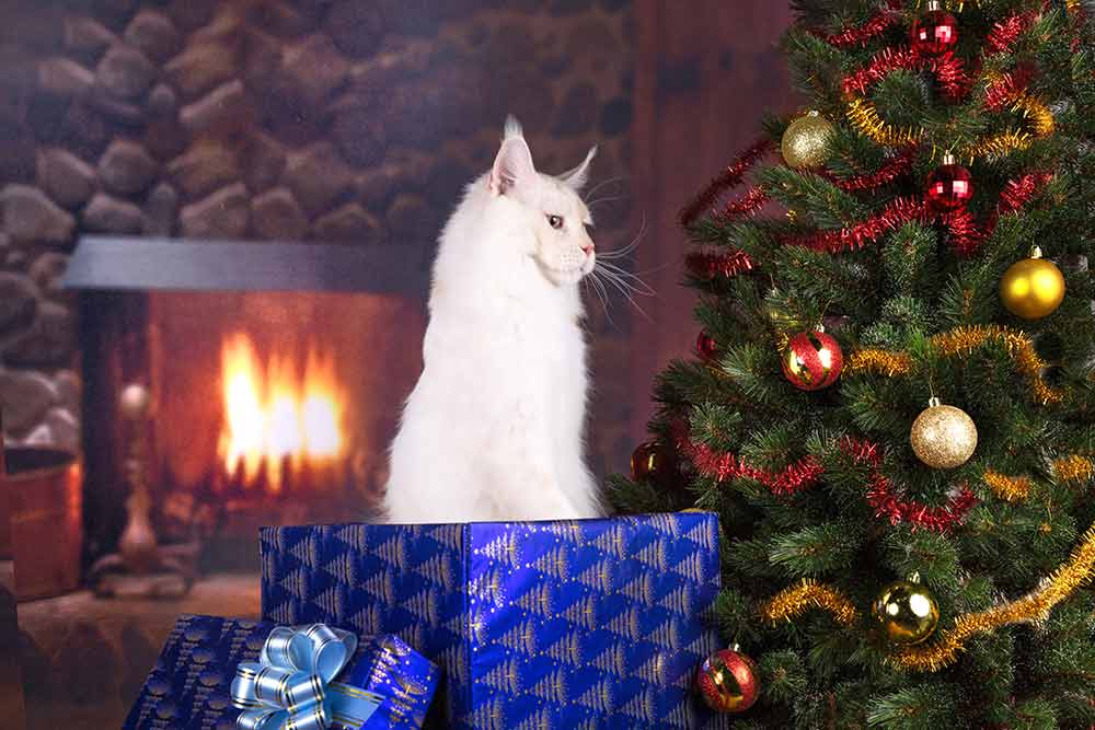 Питомник кошек мейн кун Bericoon & Soir de LuNa, Национальный  Чемпион 
NW (RU) SC FIFe & GICh WCF & QGCh TICA DECHADO Boy Lunar DVM 
Europe North Regional Show 2015 BEST CREAM SILVER SHADED MAINE COON OF THE YEAR 