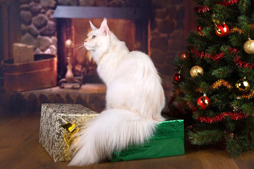 Питомник кошек мейн кун Bericoon & Soir de LuNa, Национальный  Чемпион 
NW (RU) SC FIFe & GICh WCF & QGCh TICA DECHADO Boy Lunar DVM 
Europe North Regional Show 2015 BEST CREAM SILVER SHADED MAINE COON OF THE YEAR 