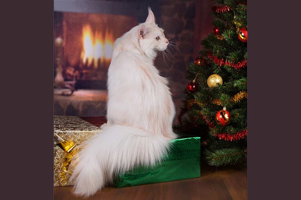 Питомник кошек мейн кун Bericoon & Soir de LuNa, Национальный  Чемпион 
NW (RU) SC FIFe & GICh WCF & QGCh TICA DECHADO Boy Lunar DVM 
Europe North Regional Show 2015 BEST CREAM SILVER SHADED MAINE COON OF THE YEAR 