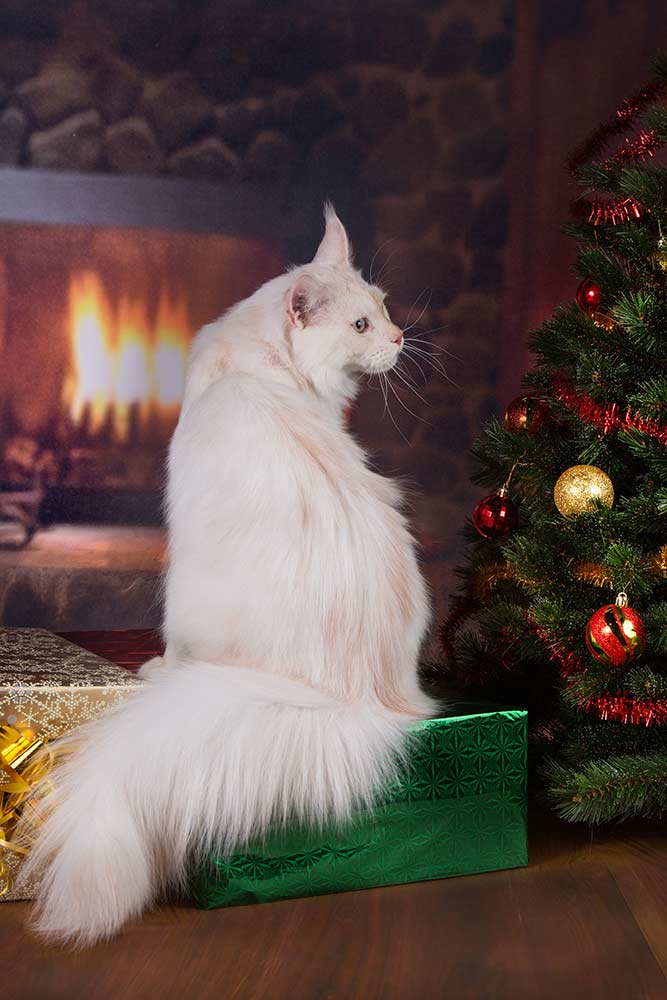 Питомник кошек мейн кун Bericoon & Soir de LuNa, Национальный  Чемпион 
NW (RU) SC FIFe & GICh WCF & QGCh TICA DECHADO Boy Lunar DVM 
Europe North Regional Show 2015 BEST CREAM SILVER SHADED MAINE COON OF THE YEAR 