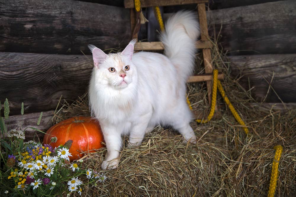 Питомник кошек мейн кун Bericoon & Soir de LuNa, Национальный  Чемпион 
NW (RU) SC FIFe & GICh WCF & QGCh TICA DECHADO Boy Lunar DVM 
Europe North Regional Show 2015 BEST CREAM SILVER SHADED MAINE COON OF THE YEAR 