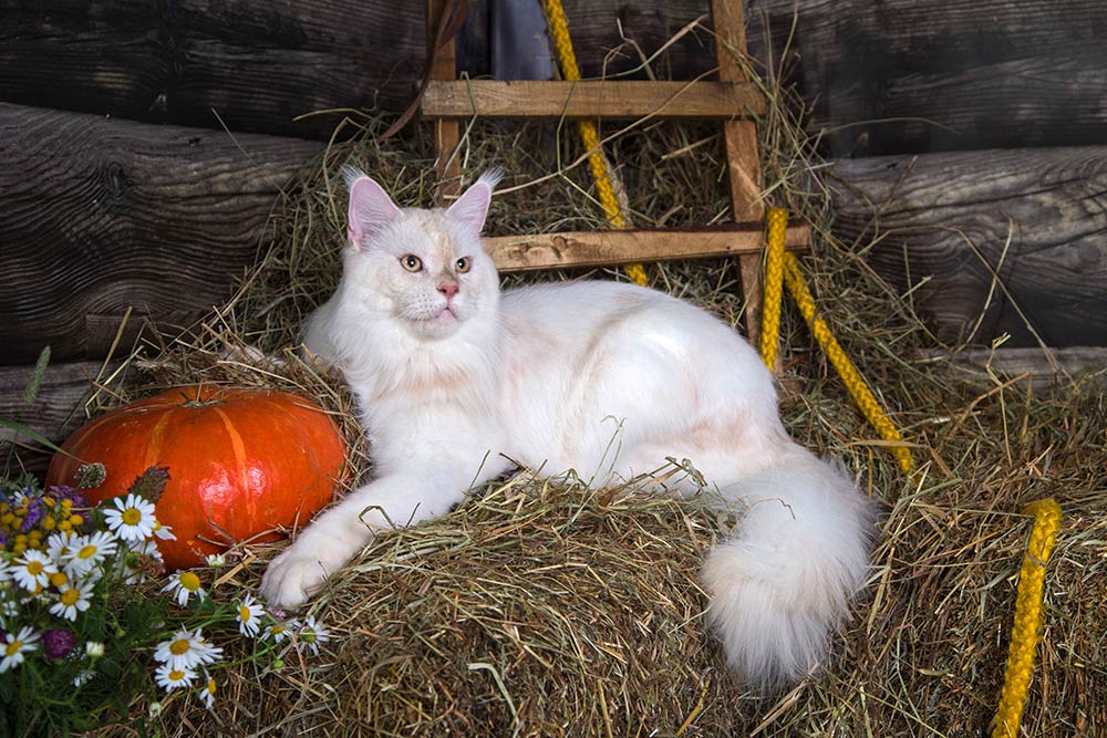 Питомник кошек мейн кун Bericoon & Soir de LuNa, Национальный  Чемпион 
NW (RU) SC FIFe & GICh WCF & QGCh TICA DECHADO Boy Lunar DVM 
Europe North Regional Show 2015 BEST CREAM SILVER SHADED MAINE COON OF THE YEAR 