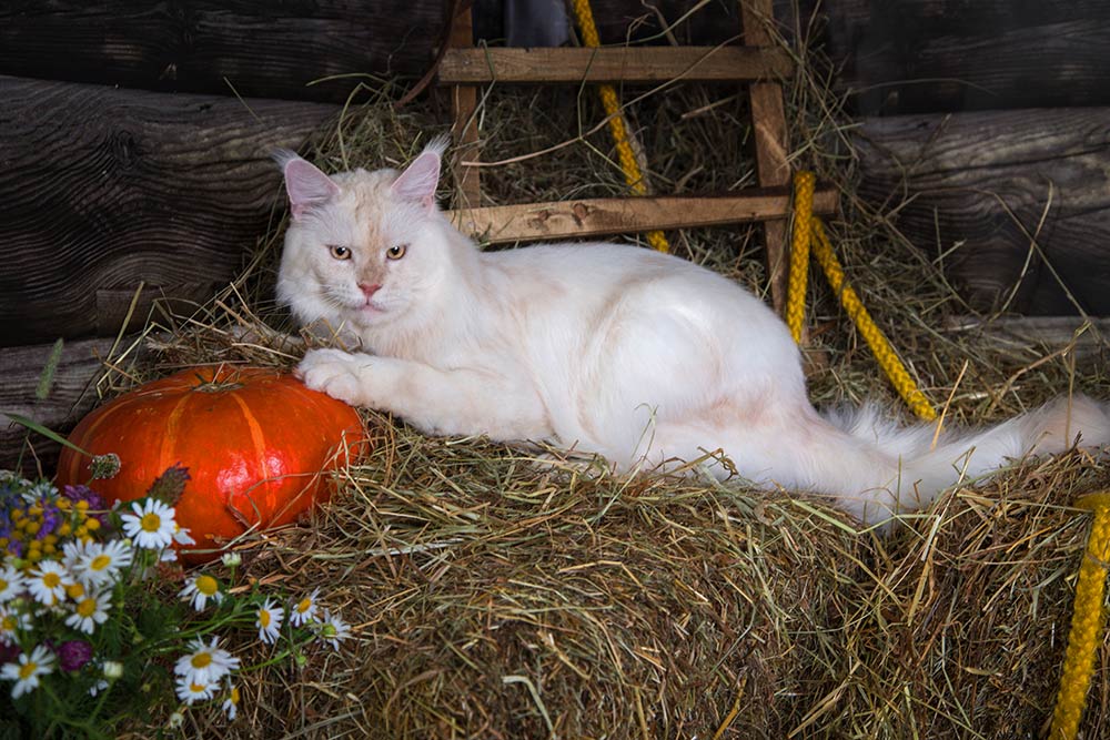Питомник кошек мейн кун Bericoon & Soir de LuNa, Национальный  Чемпион 
NW (RU) SC FIFe & GICh WCF & QGCh TICA DECHADO Boy Lunar DVM 
Europe North Regional Show 2015 BEST CREAM SILVER SHADED MAINE COON OF THE YEAR 