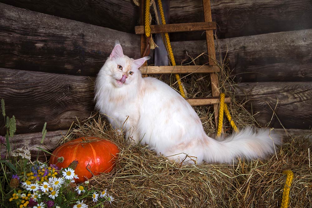 Питомник кошек мейн кун Bericoon & Soir de LuNa, Национальный  Чемпион 
NW (RU) SC FIFe & GICh WCF & QGCh TICA DECHADO Boy Lunar DVM 
Europe North Regional Show 2015 BEST CREAM SILVER SHADED MAINE COON OF THE YEAR 