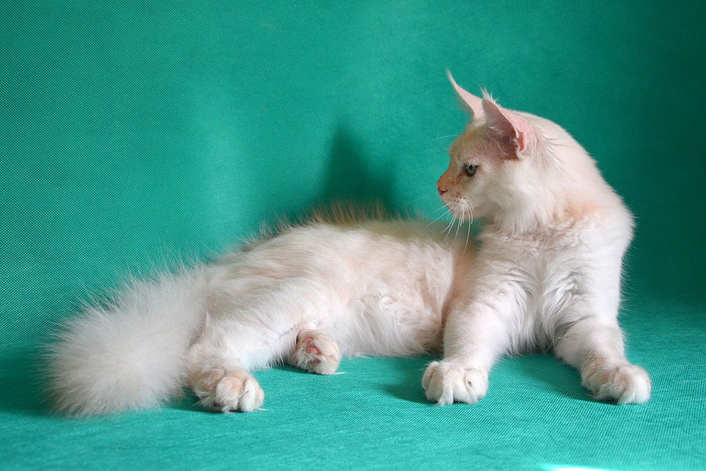 Питомник кошек мейн кун Bericoon & Soir de LuNa, Национальный  Чемпион 
NW (RU) SC FIFe & GICh WCF & QGCh TICA DECHADO Boy Lunar DVM 
Europe North Regional Show 2015 BEST CREAM SILVER SHADED MAINE COON OF THE YEAR 