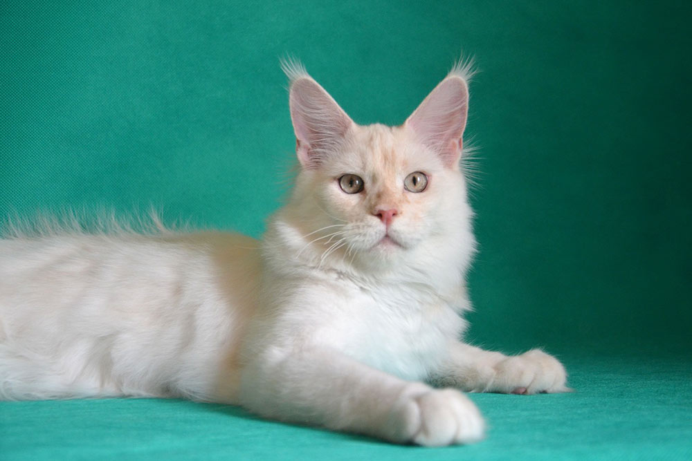 Питомник кошек мейн кун Bericoon & Soir de LuNa, Национальный  Чемпион 
NW (RU) SC FIFe & GICh WCF & QGCh TICA DECHADO Boy Lunar DVM 
Europe North Regional Show 2015 BEST CREAM SILVER SHADED MAINE COON OF THE YEAR 