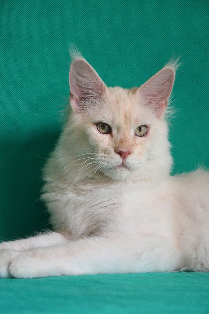 Питомник кошек мейн кун Bericoon & Soir de LuNa, Национальный  Чемпион 
NW (RU) SC FIFe & GICh WCF & QGCh TICA DECHADO Boy Lunar DVM 
Europe North Regional Show 2015 BEST CREAM SILVER SHADED MAINE COON OF THE YEAR 