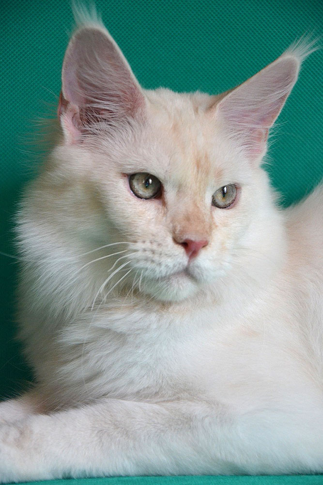 Питомник кошек мейн кун Bericoon & Soir de LuNa, Национальный  Чемпион 
NW (RU) SC FIFe & GICh WCF & QGCh TICA DECHADO Boy Lunar DVM 
Europe North Regional Show 2015 BEST CREAM SILVER SHADED MAINE COON OF THE YEAR 